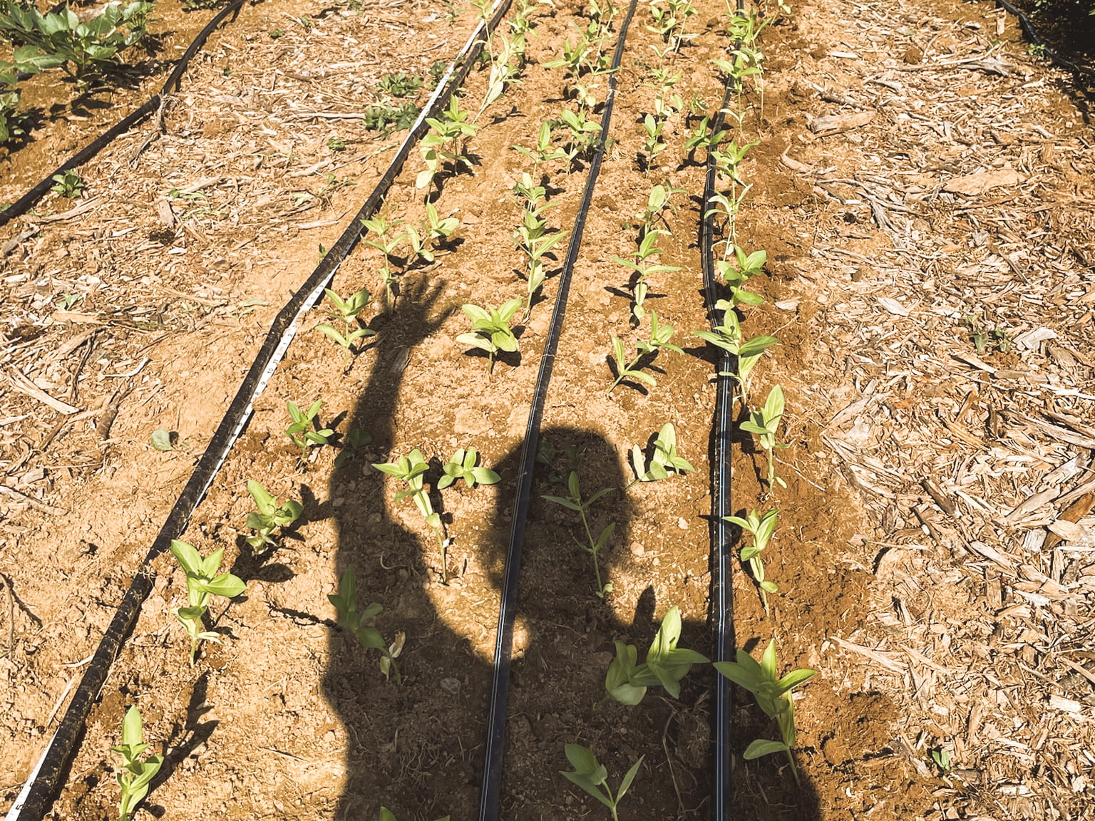 Seedling rows with long morning shadows.