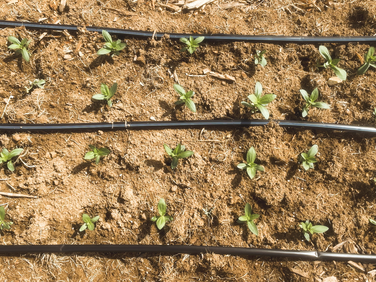 A detail from the farm — blooms catching morning light.